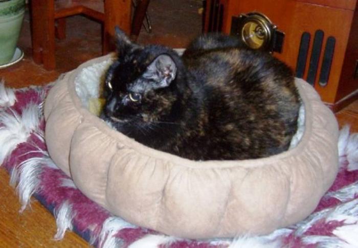 Senior Female Cat - Tortoiseshell: 