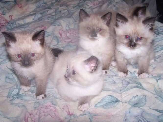 Siamese kittens, delivery avail Dec 23rd
