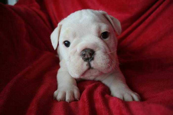 SPECIAL PRICE CKC Registered English Bulldog Puppies for