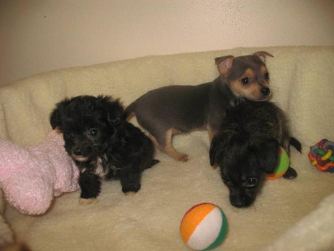 sweet and adorable Chipoo's available