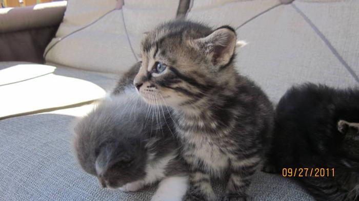 Sweet Blue Eyed Kittens