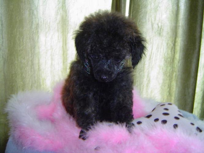 Tea Cup/Tiny Toy Poodle Puppies