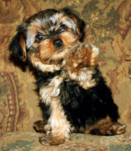 The Most Adorable Yorkie Puppies!!!