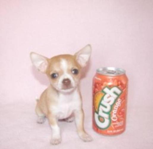 Tiny Tan White Female Chihuahua for sale in Vancouver