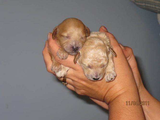 Tiny Toy Poodle Puppies For Sale In Thunder Bay Ontario Your Pet For Sale