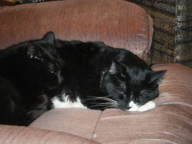 Two loving cats looking for a loving home!!!!