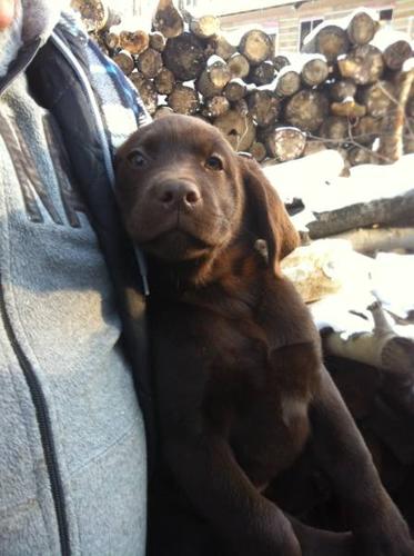 Wanted: Pure Bred Chocolate Labs