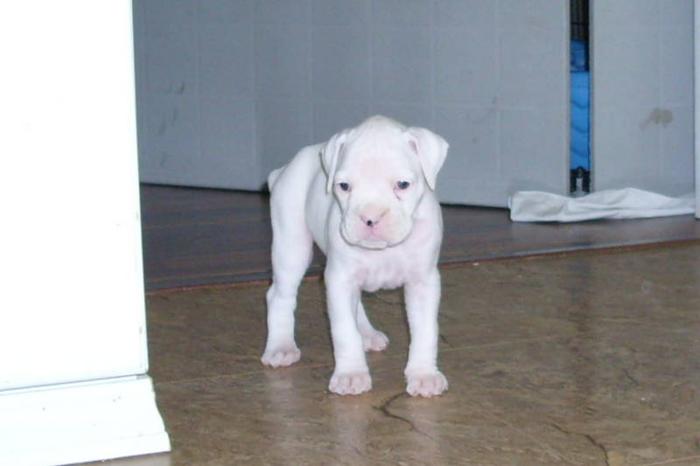 White boxer puppies! Ready to go!!! :)