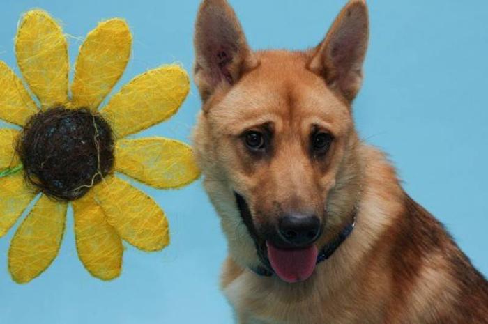 WHS - 1 year old Blonde Male Shepherd Mix Available to Adopt