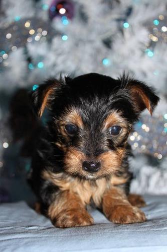 Yorkie only 2 left!