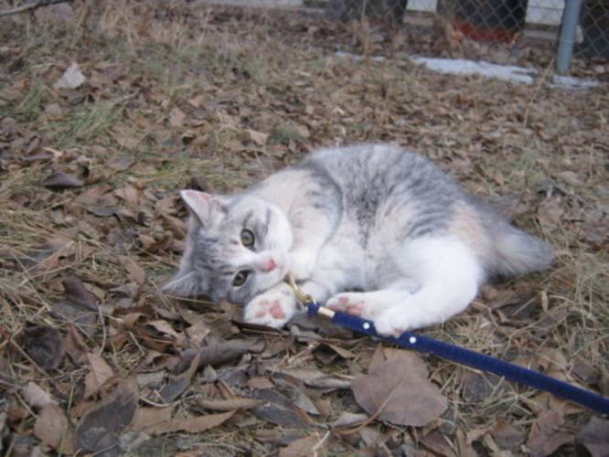 Young Female Cat - Dilute Calico: 