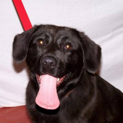 Young Female Dog - Black Labrador Retriever: 