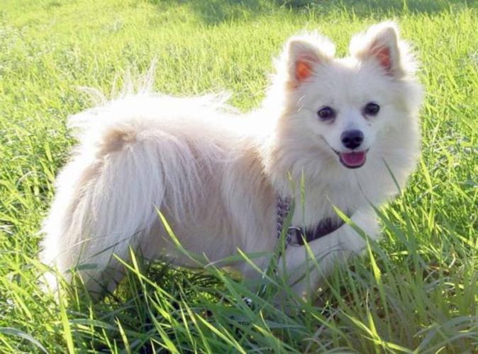 Young Female Dog - Pomeranian: 