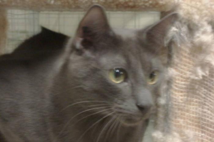 Young Male Cat - Domestic Short Hair-gray: 