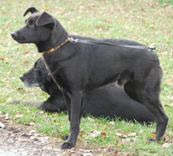 Young Male Dog - Border Collie Labrador Retriever