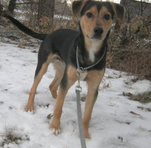 Young Male Dog - German Shepherd Dog: 
