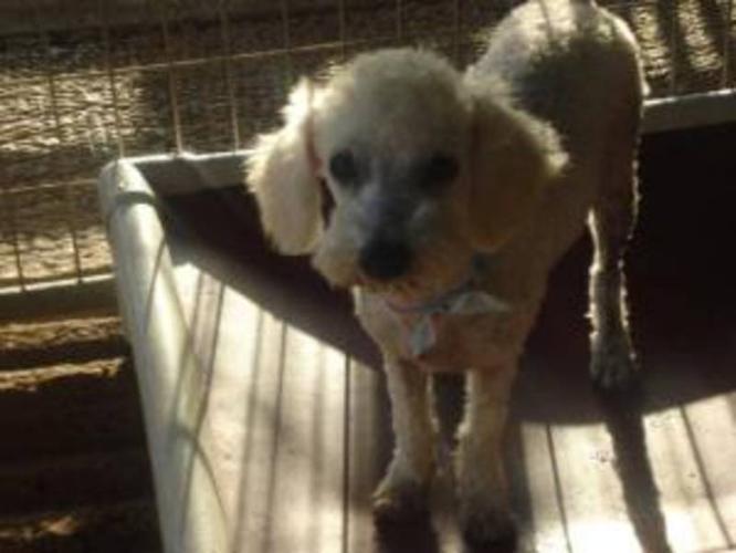Young Male Dog - Poodle: 