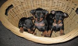 Miniature Pinschers puppies. Very cute, show quality. Champion bloodline. Naturally standing ears, clipped nails, and tail docked. Very playful and adorable. they'll be ready for christmas. You can call me at 604-928-2381
