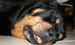 I have a 10 year old Rottweiler that I need to give away to a good home. We have been relocated for work to Hong Kong and they housing will not allow for us to take her. She is well natured and very loving.
 
If you are a Pet Lover with a Good Heart,