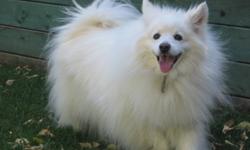 Pippin is an spirited, twelve-year-old, neutered American Eskimo. He requires regular exercise. The bred is intelligent and is easily trainable once the owners dominance is established. He has been trained to do his "business" in a gravelled area away