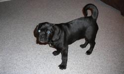 15 WEEKS OLD. PUG CROSSED WITH A BEAGLE. HAS HAD FIRST AND SECOND SET OF SHOTS. GETS ALONG WELL WITH OTHER DOGS AND CHILDREN! A VERY SWEET PUPPY! PLEASE EMAIL ME OR CALL ME FOR ANY OTHER QUESTIONS. THANKS!
480-8375