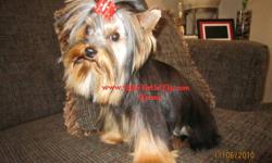 WEBSITE: www.littleyorkiekiss.com
BREED: YORKSHIRE TERRIER
SEX: MALE
DOB: JAN 18, 2010
PRICE: $2000 PET
(WILLING TO SELL HIM TO A SMALL HOBBY BREEDER, BREEDING PRICE DIFFERS)
 
*"BEBE" YOUNG MALE YORKSHIRE TERRIER AKA YORKIE. CLEAN BILL OF HEALTH! HE