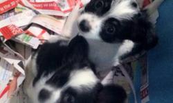 I have One adorable 12 week old female chihuahua x Papillion puppy left.. They have been family raised, great with kids(5month old) , very affectionate, playful and cuddly! They will be between 5-7 pounds full grown. Vet checked, healthy, happy little