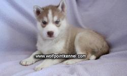 1 Siberian Husky Puppy left!
1 Red/White Male
 
Our puppies will go to there new homes with
 - First set of needles
- Deworm x3
- Spayed or neutered (before they leave Wolf Point Kennel )
- Health Guarentee
- Puppy Pack
- Canadian Kennel Club Registration