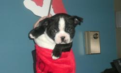 HI i have 1 beautiful female Boston for sale. She is vet check needle and dewormed. for more info please call at 1-705-563-8023