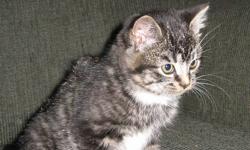 I have 1 adorable kitten left, she is a tabby and very affectionate. She has been mostly outdoors but would transition nicely into an inside kitten. Please contact me with any questions.