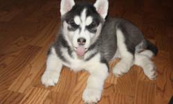 1 BLACK & WHITE HUSKY PUPPY FORSALE HES HAD HIS SHOTS &  DEWORMED 9 WEEKS OLD LOOKING FOR HIS FOREVER HOME
SERIOUS INQUIRES ONLY PLEASE CONTACT WENDY @ 416 788 2061