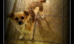 Female Bishon Chihuahua
1.5 Yrs old
Zoey is her name, she is quite the little lady.  Zoey is a very mellow girl, she likes to play, but does not like to play rough.  She likes to cuddle and has become quite a lap dog. 
Zoey is not spayed, as she had her