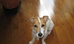 My name is Hurley, I am a 1 yr old (male) Jack Russel Terrier.
I am very loveable and would be a lap dog if you let me (but I don't jump up on furniture)
I am house trained and ring a bell when i need to go potty
I am long legged 
I am not neutered
I have
