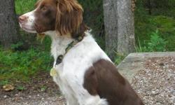 "Shadow" is a spayed 20 month old Brittany spaniel who is full of energy and is very loveable.
In 2012 I will be working overseas and cannot take her with me so I'm reluctantly looking for a new home for her.
She is a pure bred dog and is registered with