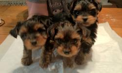Two adorable yorkie puppies for sale! Only 2 of three left!
There is one boy and one girl. Very friendly and have been raised around cats so they shouldn't be afraid if you have one.
The tails are docked and the dewclaws have been removed. They will be