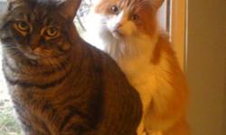I have 2 cats that I'm looking to give up to a good home, as I just don't have the time anymore or financial to look after them as I am also moving in the new year. They are both fixed, 7 years of age. One male, one female. The male, he is a orange and