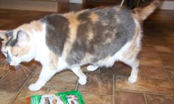 Meeko: one 8 year old tortie shell persain, quiet clean and keeps to herself, her persionalty is a one person cat, very loving. recently shaved, shes on a special diet (indoor cat only)
 
one 8 year old calico cat,Nelly shes very affectionate, one on one