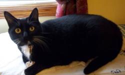 Oreo (black & white) and Kit Kat (all black) are looking for a new home.  They are both female, fixed and still have their claws (they haven't scratched anything).  They are great around kids and love to cuddle.  They are very attached to each other and