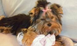 I have 2 female yorkies, one is about 8 lbs, born Sept.30/09 -$599,
and another one is about 4 lbs, born July 20/10-$999 or best offer .
 The small one came from europe. She comes microchipped ,vaccines and registered with petidco, they are not fixed...