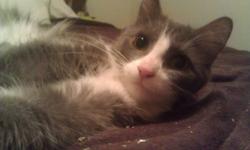 I have two adorable female kittens that I am looking to find a good home for. They were abandoned, so I have no medical history, but they seem to have been well cared for and seem to be in overall good health. The date of birth I entered into the ad is