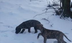 2 Purebred Great Dane Puppie's looking for good homes They are raised in our home with kids and other pets both parents on site almost fully house trained we have 2 Male Brindle pups left asking $500 call 705-848-4398 Delivery can be arranged :D