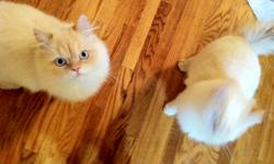 Hello,
     Unfortunately we need to find a new home for our 2 Himalayan cats, they're 14 months old. Both cats are extremely friendly, affectionate and litter trained. Both cats have there first set of shots. We're asking 100 each, and will ONLY sell as