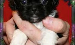 hi i have 2 male shih tzu puppies left ready to go now has been vet checked first needle & dewormed very loveable and affectionate dogs there black n white markings . also i own both parents  need gone asap.