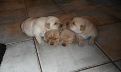 These puppies come vet checked, UTD on all shots, miccro chipped,  mother is a georgeous purebred fox red lab, father is a purebred yellow lab. these pups also come with health guarentee, very easy to train, both parents have unbelivable temperments and