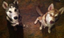 I have a male and a female husky to give away to a loving good home. They are 8&6 months old. They are from different litters and would be perfect for breeding. They do need to be trained as I don't have time to train them. Would like them to go as pair.