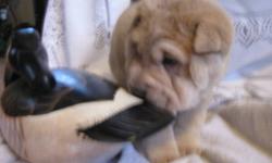 Shar pei
We have One male Tan ....Puppy will be vet cheched and 1st shots..dewclaws removed.... eyes tacked ...Without papers.He is a bear coat so soft just like a Teddy Bear....Loves Hugs...One Black Female so cute you will love her....  Please e-mail or