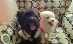 We have two beautiful pom-poodle one white one black (gizmo and charcoal being their current names) these dogs are a joy to own but we already have 4 dogs being the animal lovers we are we accepted 2 more into our home. If you would like to meet gizmo and