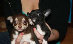 Mom is chihuahua 5 lbs and dad is 1/2 chihuahua and 1/2 papillion. 
 
I have one female left... she is black and tan ),  and one male the black and white they are   looking for their forever home they are very well socialized, with young kids, big dod and