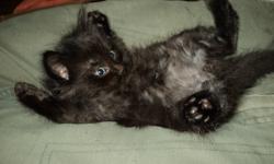 Recently I took in a stray cat who happened to be pregnant, she and her kittens are all healthy. We have been able to find homes for 3 of the 6 kittens already but need to find homes for the remaining 3. They are identical long hairs that are solid black,