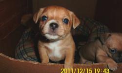 I have 2 females and one male chichuaha. asking 600.00 Ready for new home Jan. 9, 2012